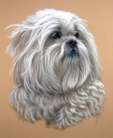maltese dog pet portrait