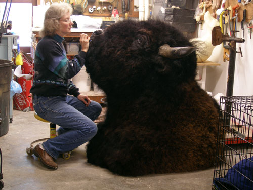 Cindi Christman with bison taxidermy mount