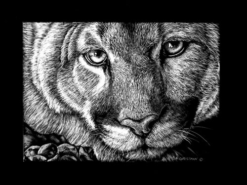 mountain lion ink drawing